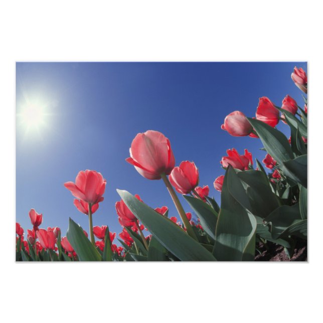 Rote Tulpen aus sehr niedrigem Winkel, Cincinnati, Fotodruck (Vorne)