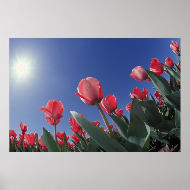 Rote Tulpen aus sehr niedrigem Winkel, Cincinnati, Poster (Vorne)