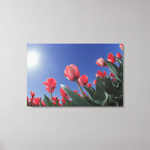 Rote Tulpen aus sehr niedriger Perspektive, Cincin Leinwanddruck