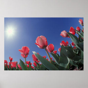 Rote Tulpen aus sehr niedriger Perspektive, Cincin Poster