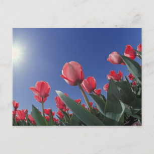 Rote Tulpen aus sehr niedriger Perspektive, Cincin Postkarte