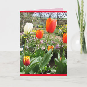 Rote Tulpen Cottage Garten Frühlingsblumen Karte