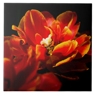 Rote Tulpen dunkler Hintergrund Fliese