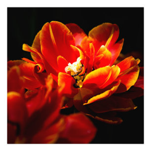 Rote Tulpen dunkler Hintergrund Fotodruck