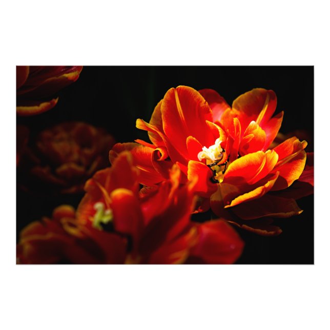 Rote Tulpen dunkler Hintergrund Fotodruck (Vorne)