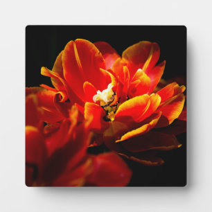 Rote Tulpen dunkler Hintergrund Fotoplatte