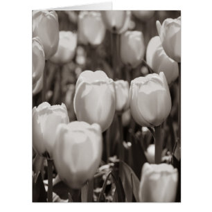 Rote Tulpen Fotodruck.