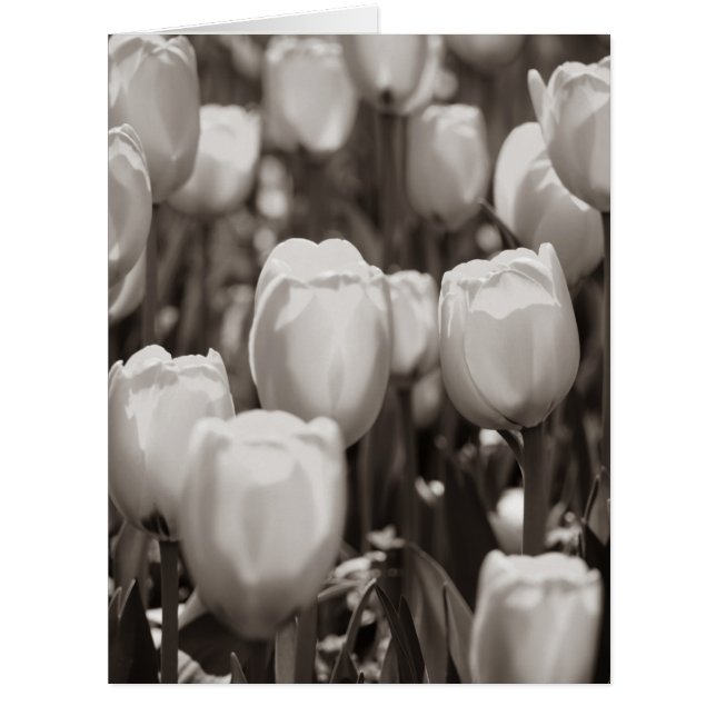 Rote Tulpen Fotodruck. (Vorderseite)