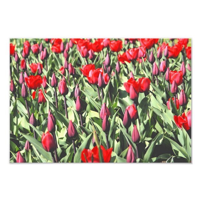 Rote Tulpen Fotodruck (Vorne)