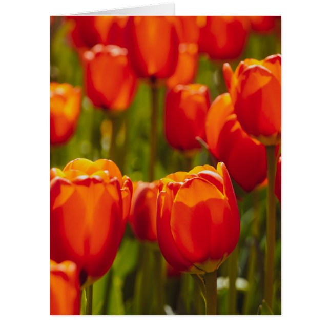 Rote Tulpen Fotodruck. (Vorderseite)