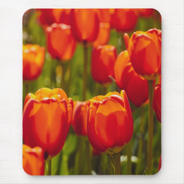 Rote Tulpen Fotodruck. Mousepad (Vorne)