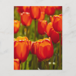 Rote Tulpen Fotodruck. Postkarte