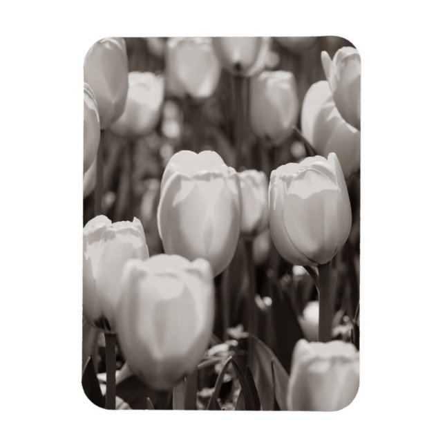 Rote Tulpen fotografischer Druck. Magnet (Vertikal)