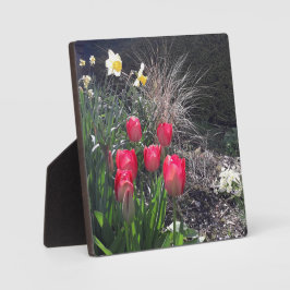 Rote Tulpen im Garten Fotoplatte