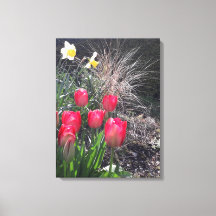 Rote Tulpen im Garten
