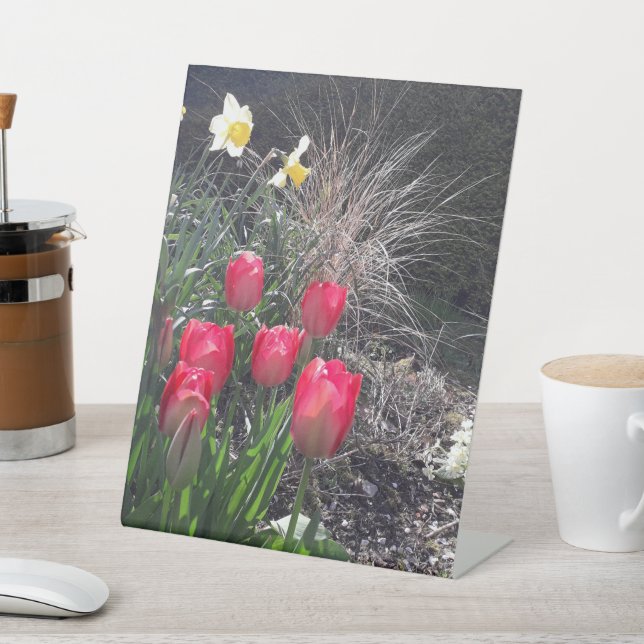 Rote Tulpen im Garten Sockelschild (In SItu)