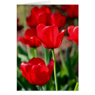Rote Tulpen kundengerecht