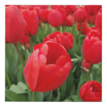Rote Tulpen
