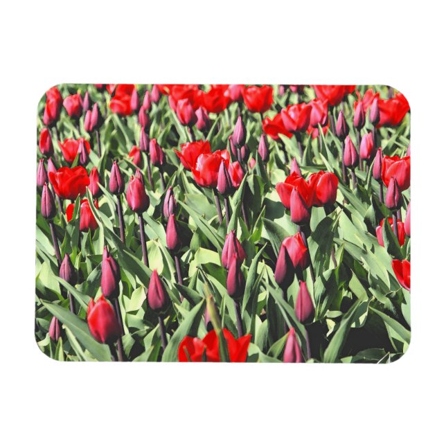 Rote Tulpen Magnet (Horizontal)