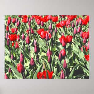 Rote Tulpen Poster