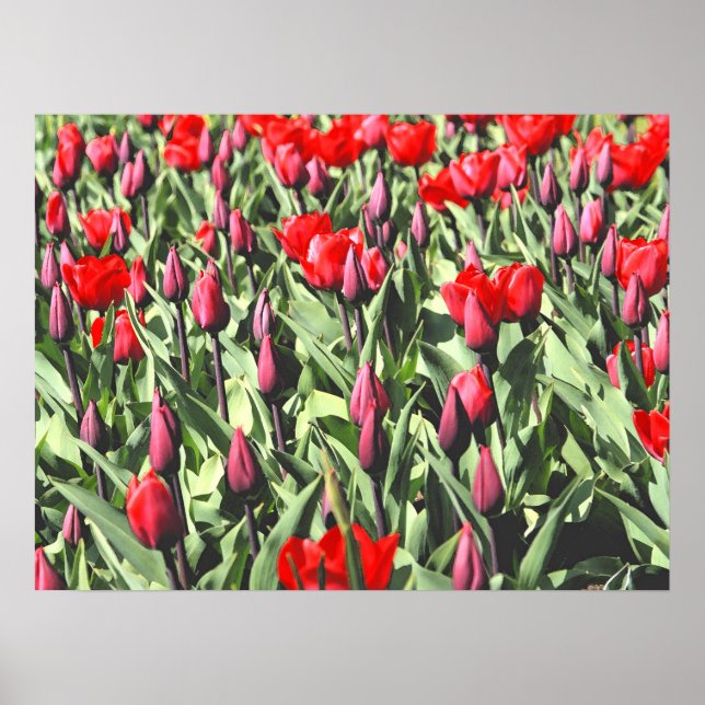 Rote Tulpen Poster (Vorne)