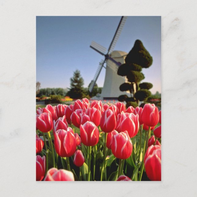 Rote Tulpen und Blume Postkarte (Vorderseite)