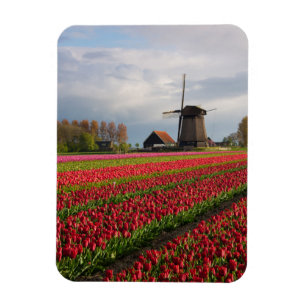 Rote Tulpen und eine Windmühle Magnet