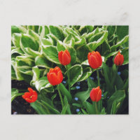 Rote Tulpen und hosta Pflanze Postkarte