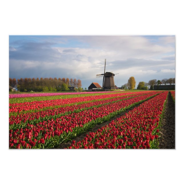 Rote Tulpen und Windmühle Fotodruck (Vorne)