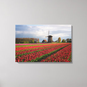 Rote Tulpen und Windmühle Leinwanddruck
