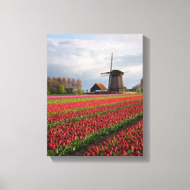 Rote Tulpen und Windmühle Leinwanddruck (Vorderseite)