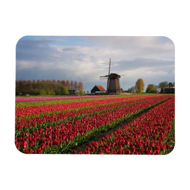 Rote Tulpen und Windmühle Magnet (Horizontal)