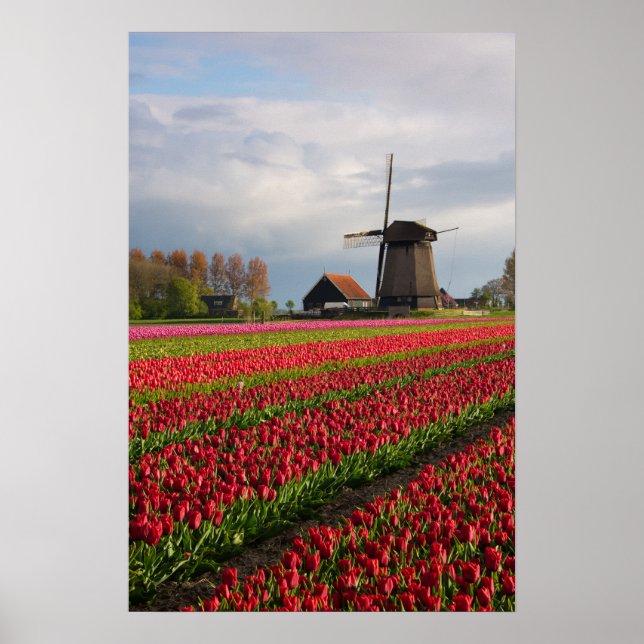 Rote Tulpen und Windmühle Poster (Vorne)