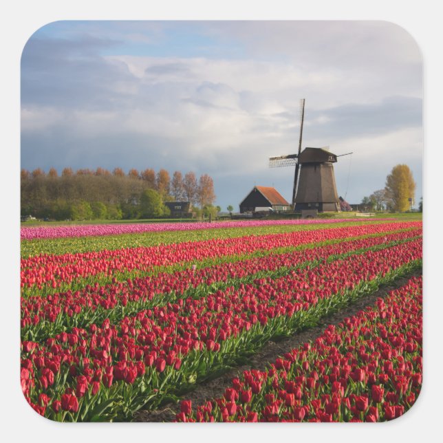 Rote Tulpen und Windmühle Quadratischer Aufkleber (Vorderseite)