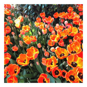 Rote Tulpen von Istanbul Fotodruck