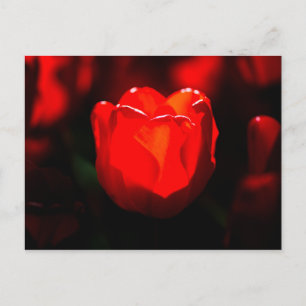 Rote Tulpenblume - Feuer Postkarte