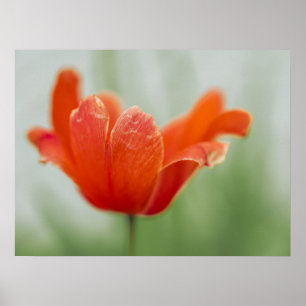 Rote Tulpenblüte Nahaufnahme Blütenblatt Naturfoto Poster