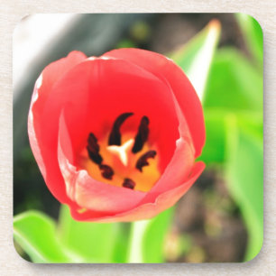 Rote Tulpenblütenfotografie Getränkeuntersetzer