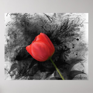 Rote Tulpenposter Poster