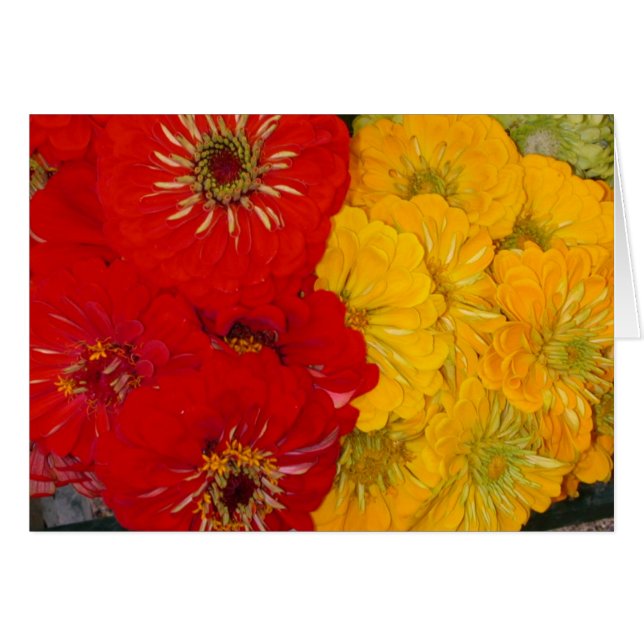 Rote u. gelbe Zinnias (Vorderseite (Horizontal))