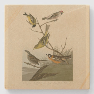 Rote Umfrage Tanager Bunting Audubon Birds of Amer Steinuntersetzer