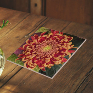 Rote und gelbe Chrysanthemen-Blütenpracht Fliese