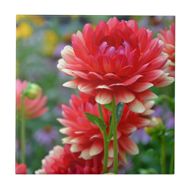 Rote und gelbe Dahlie-Blumen Fliese (Vorderseite)