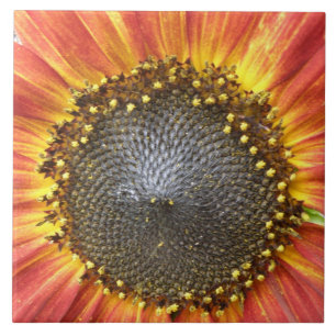 Rote und gelbe Gelbblüten Fliese