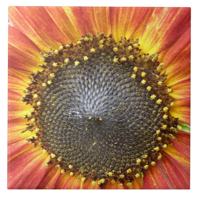 Rote und gelbe Gelbblüten Fliese (Vorderseite)