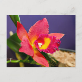 Rote und gelbe Orchidee Postkarte