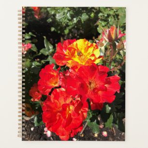 Rote und Gelbe Rosen, Portland, Oregon Planer