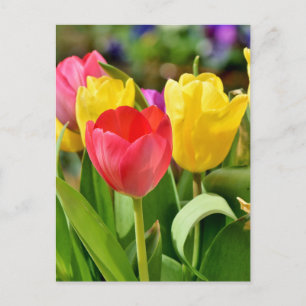 Rote und gelbe Tulips Frühlingspark Postkarte