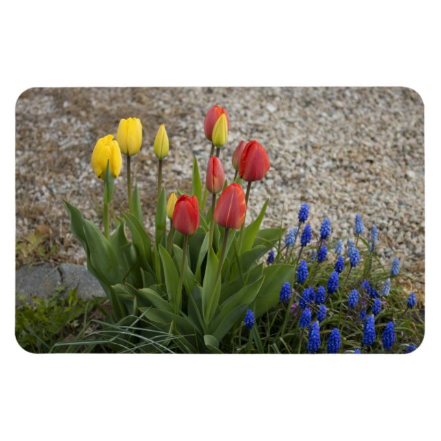 Rote und gelbe Tulpen Magnet (Horizontal)