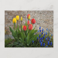 Rote und gelbe Tulpen